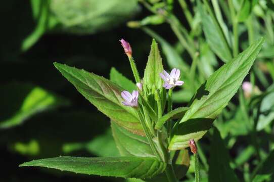 Imagem de Epilobium ciliatum subsp. ciliatum