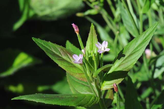 Image of fringed willowherb