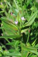 Image of fringed willowherb