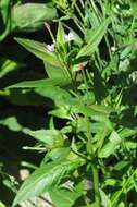 Imagem de Epilobium ciliatum subsp. ciliatum