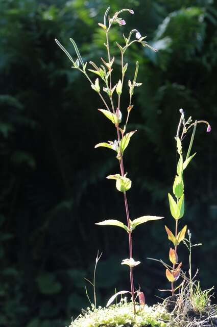 Image of willowherb