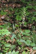 Image of Helleborine