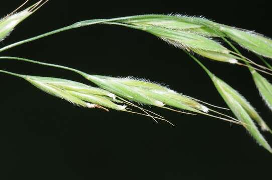 Image of Bromus benekenii (Lange) Trimen