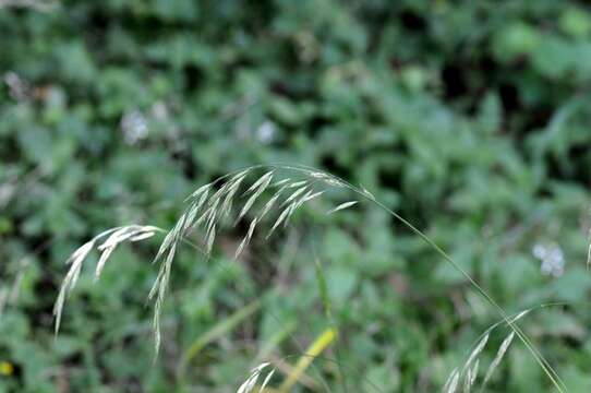 Image of Bromus benekenii (Lange) Trimen