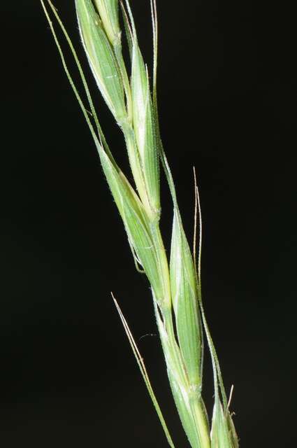 Image of Wildrye or Wheatgrass