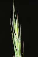 Image of Wildrye or Wheatgrass