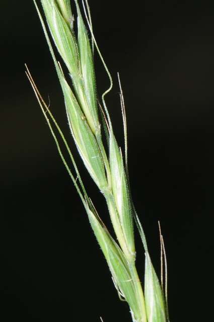 Image of Wildrye or Wheatgrass