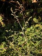 Image of spear saltbush