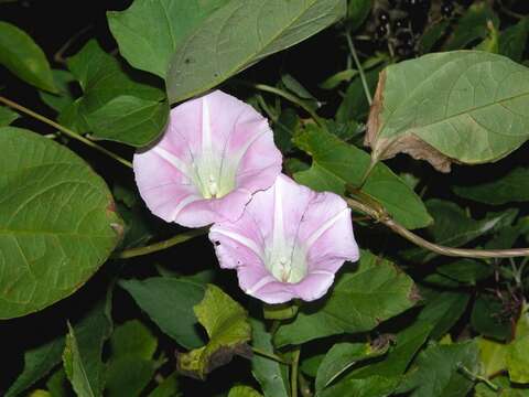 Image of Hairy Bindweed