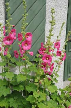 Image of hollyhock