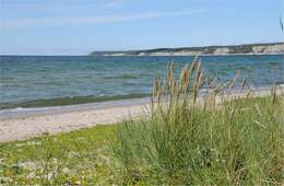 Image of beachgrass