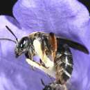 Image of Andrena curvungula Thomson 1870