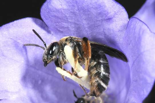 Image of Andrena curvungula Thomson 1870