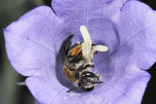 Andrena curvungula Thomson 1870 resmi