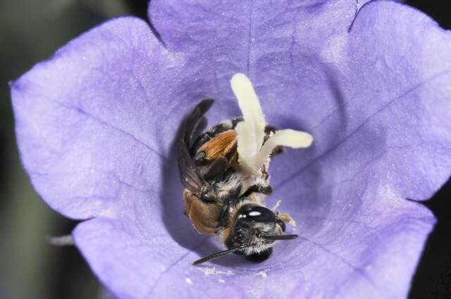 Image of Andrena curvungula Thomson 1870