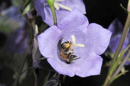 Image of Andrena curvungula Thomson 1870