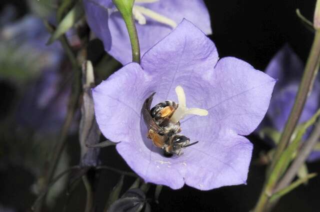 Andrena curvungula Thomson 1870的圖片