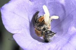 Image of Andrena curvungula Thomson 1870