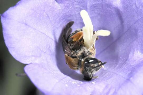 Image de Andrena curvungula Thomson 1870