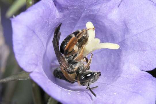 Image de Andrena curvungula Thomson 1870