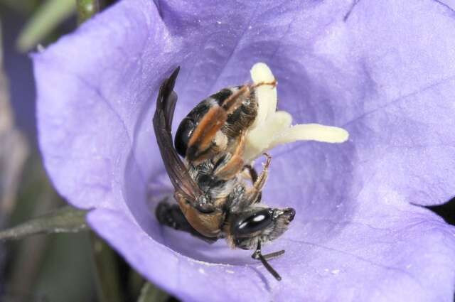 Andrena curvungula Thomson 1870的圖片