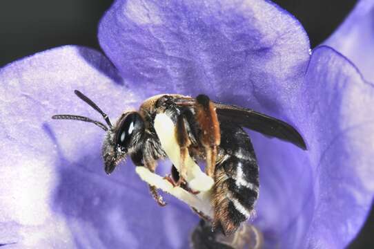 Image de Andrena curvungula Thomson 1870