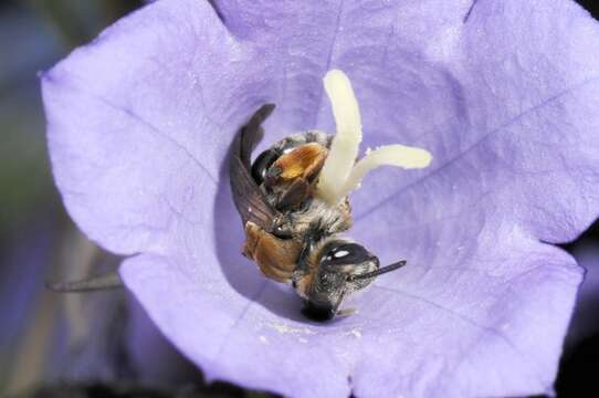 Image de Andrena curvungula Thomson 1870