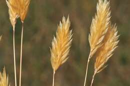 Image of Vernal Grasses