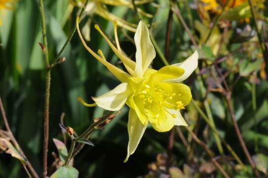 Imagem de Aquilegia