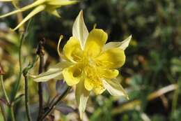 Image of columbine