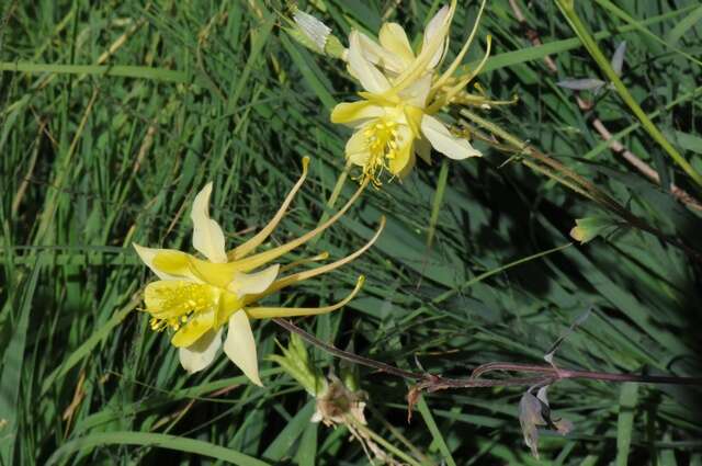 Image of columbine