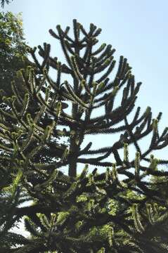 Plancia ëd Araucaria