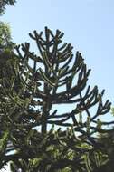 Image of Araucaria