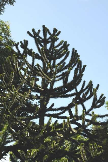 Plancia ëd Araucaria