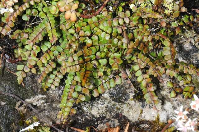 Image de Polypodiidae