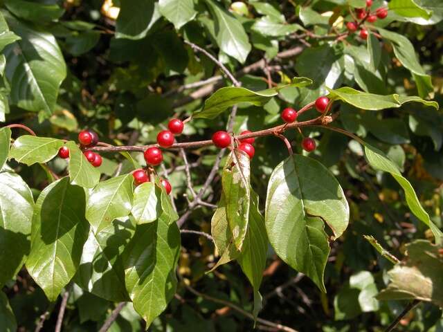 Image of buckthorn