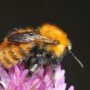 Image of <i>Bombus pascuorum</i> subsp. <i>gotlandicus</i>