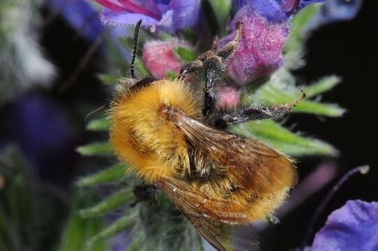 Image of <i>Bombus pascuorum</i> subsp. <i>gotlandicus</i>