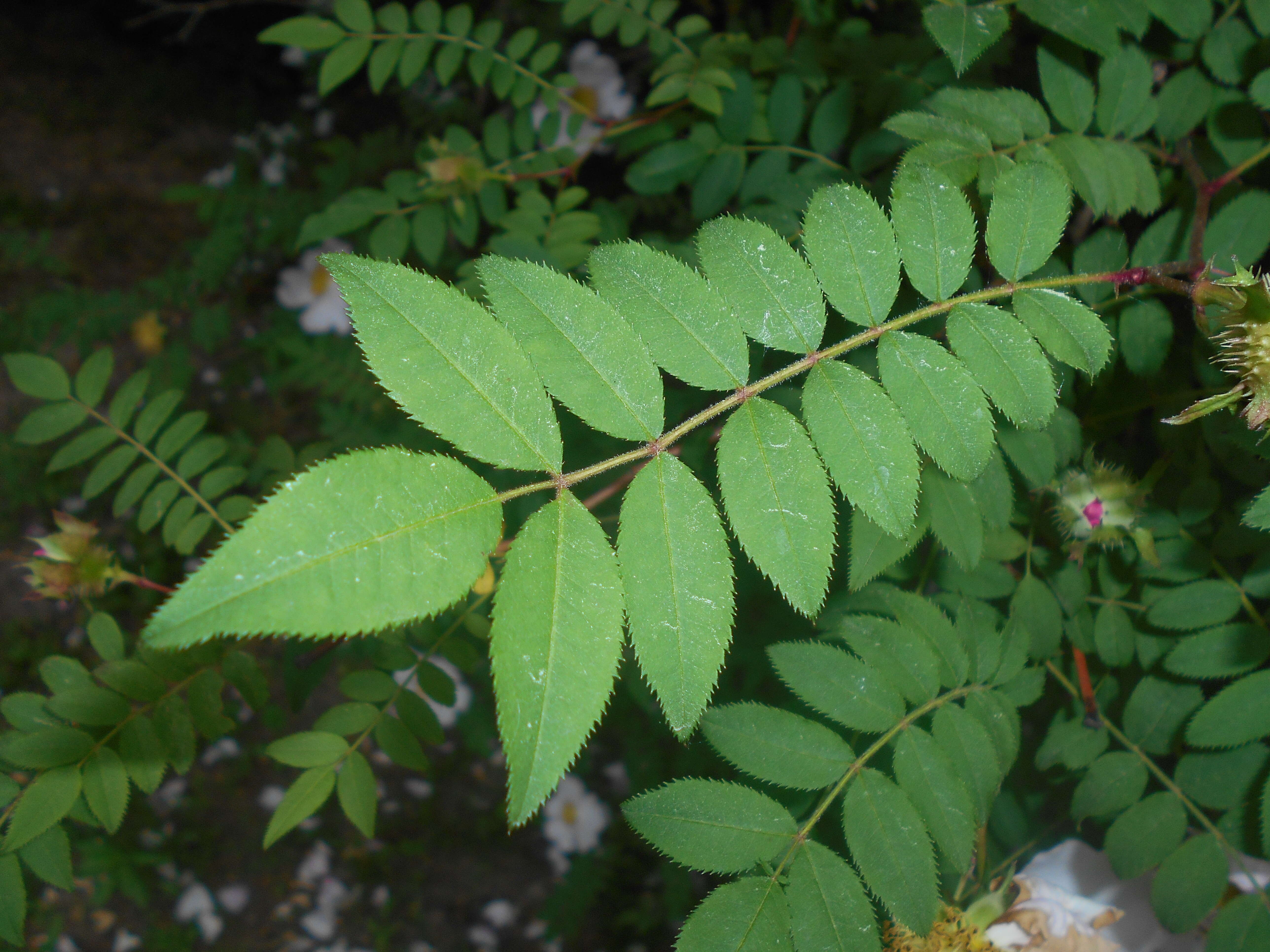 Image of chestnut rose