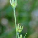 Bupleurum tenuissimum L. resmi