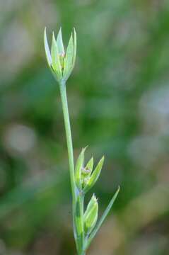 Bupleurum tenuissimum L. resmi