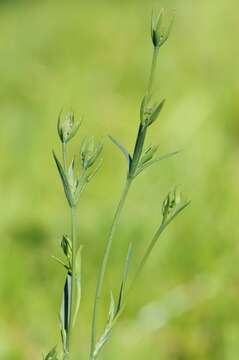 Image of Bupleurum tenuissimum L.