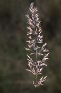 Image of Calamagrostis varia (Schrad.) Host