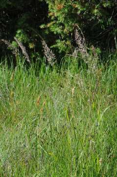 Image of Calamagrostis varia (Schrad.) Host