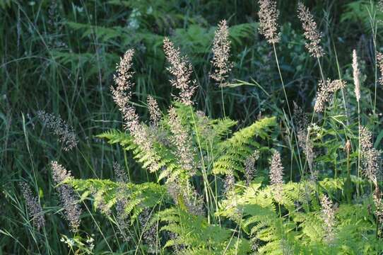 Image of Calamagrostis varia (Schrad.) Host