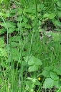Image of Buxbaum's sedge