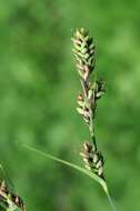 Image of Buxbaum's sedge