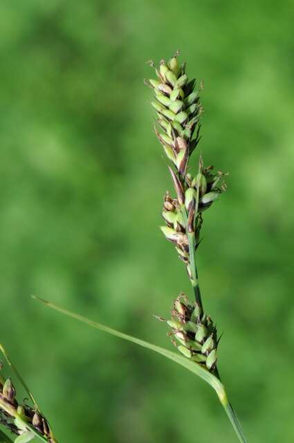 Image of Buxbaum's sedge