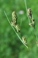 Image of Buxbaum's sedge