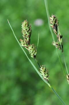 Image of Buxbaum's sedge